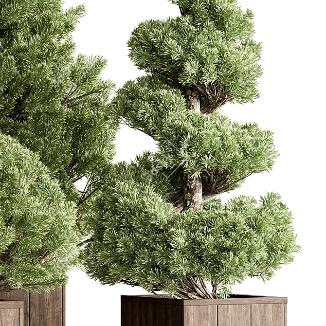 Plum Pines Outdoor Plant 3D model image 4