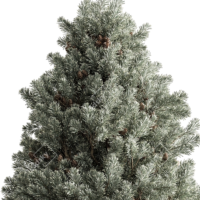 Rocky Mountain Fir Set 267 3D model image 3