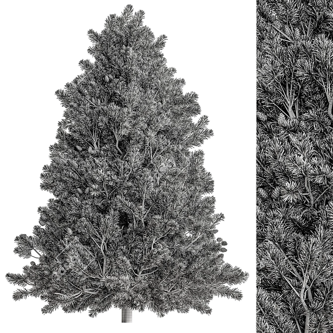 Rocky Mountain Fir Set 267 3D model image 4