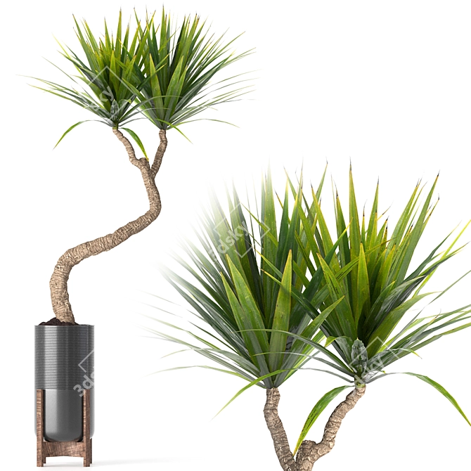 
Yucca Indoor Plant 3D Model 3D model image 1