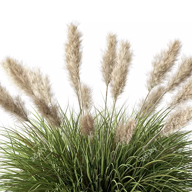 Wild Grassland Pampas No.12 3D model image 2