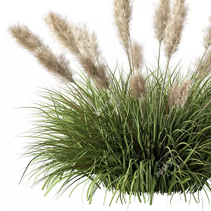 Wild Grassland Pampas No.12 3D model image 3