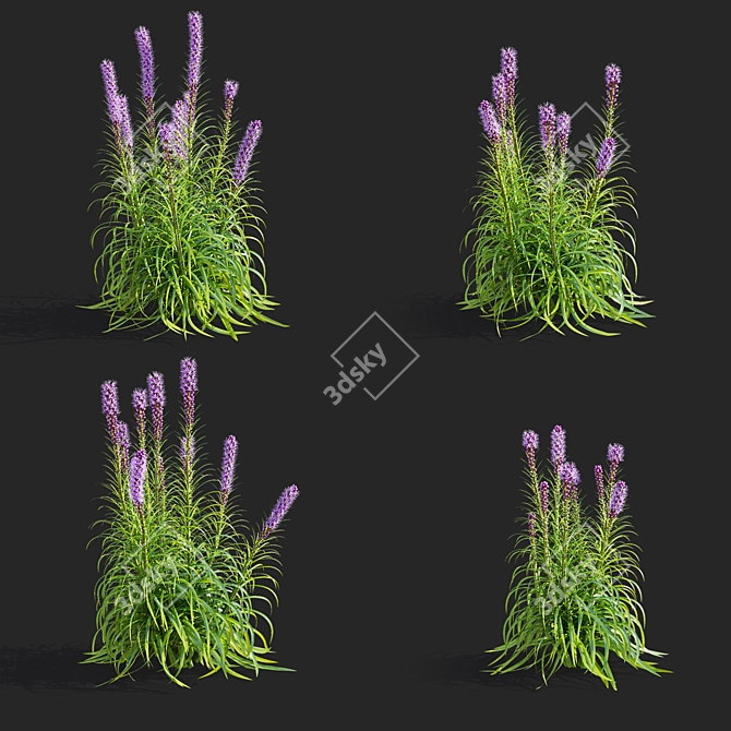 Liatris Spicata Flower Bundle 3D model image 2