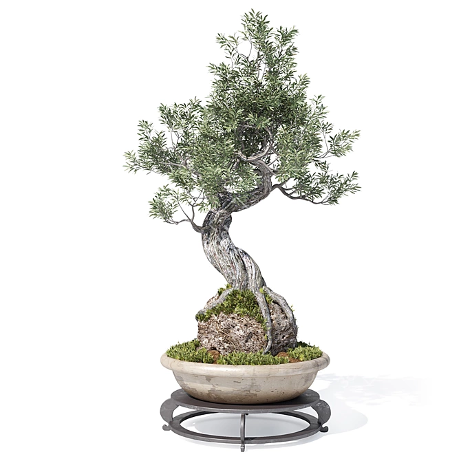 Corona Render Olive Bonsai Model 3D model image 2