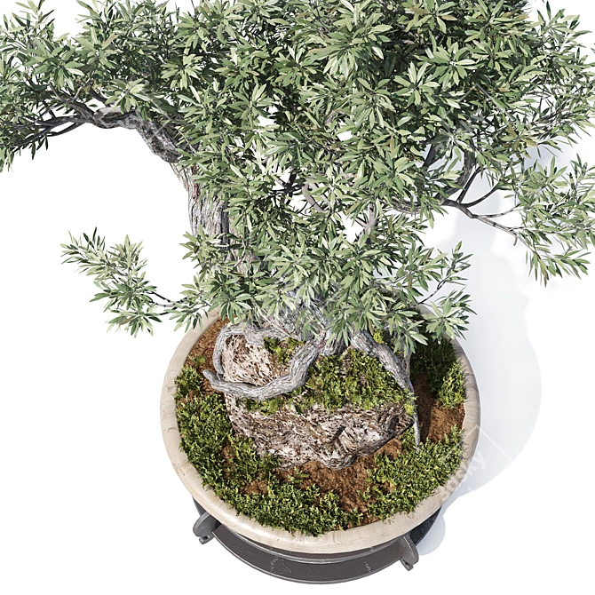 Corona Render Olive Bonsai Model 3D model image 4