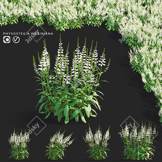 White Physostegia Flowers Collection 3D model image 1