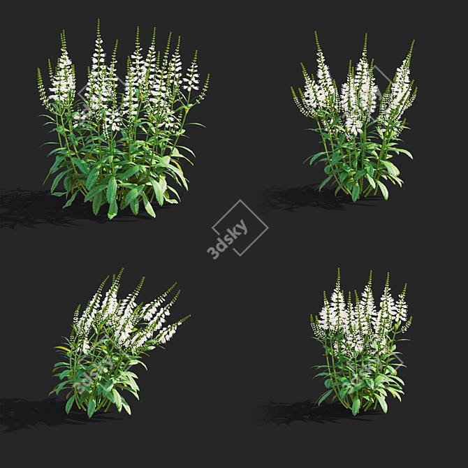 White Physostegia Flowers Collection 3D model image 2