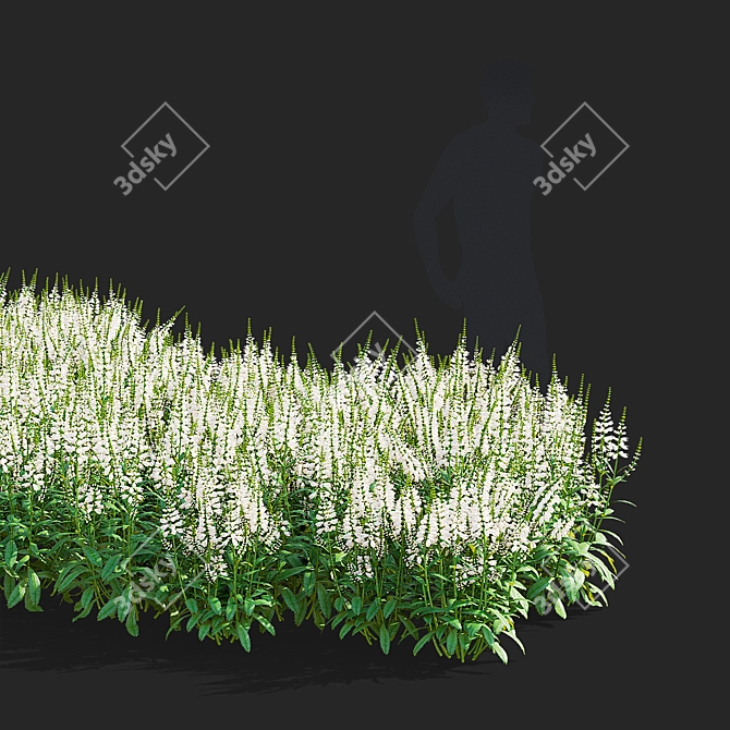 White Physostegia Flowers Collection 3D model image 3