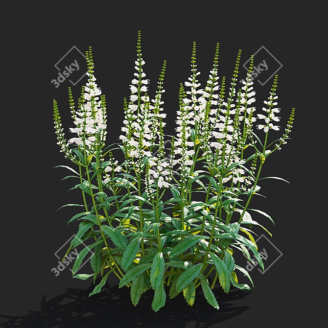 White Physostegia Flowers Collection 3D model image 4