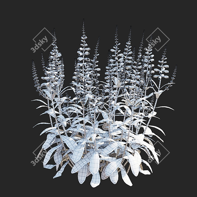 White Physostegia Flowers Collection 3D model image 5