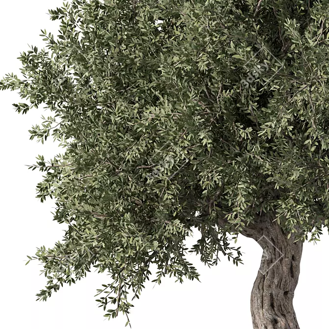 Elegant Olive Tree No.57 3D model image 2