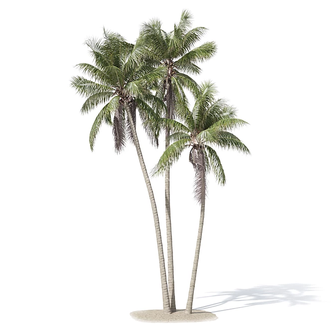 Coconut Palm Tree 3D model image 3