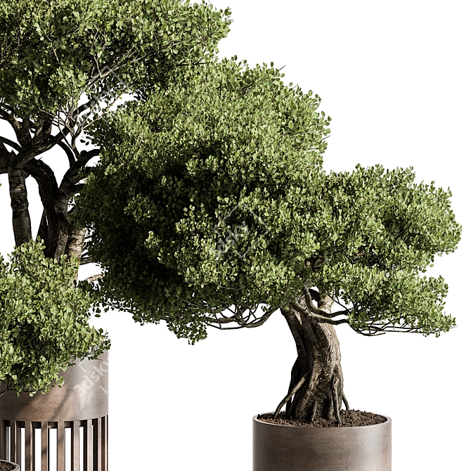 Bonsai Plant 625: Indoor Charm 3D model image 4