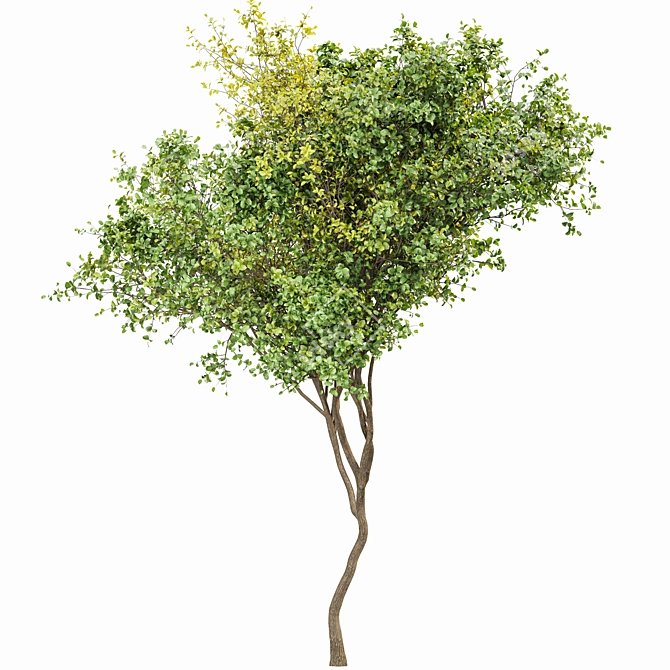 Seasonal Tree 3D Model Collection 3D model image 4