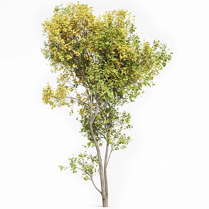 Seasonal Tree 3D Model Collection 3D model image 5