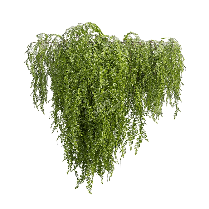 High-Quality Outdoor Ivy Bush 3D model image 3