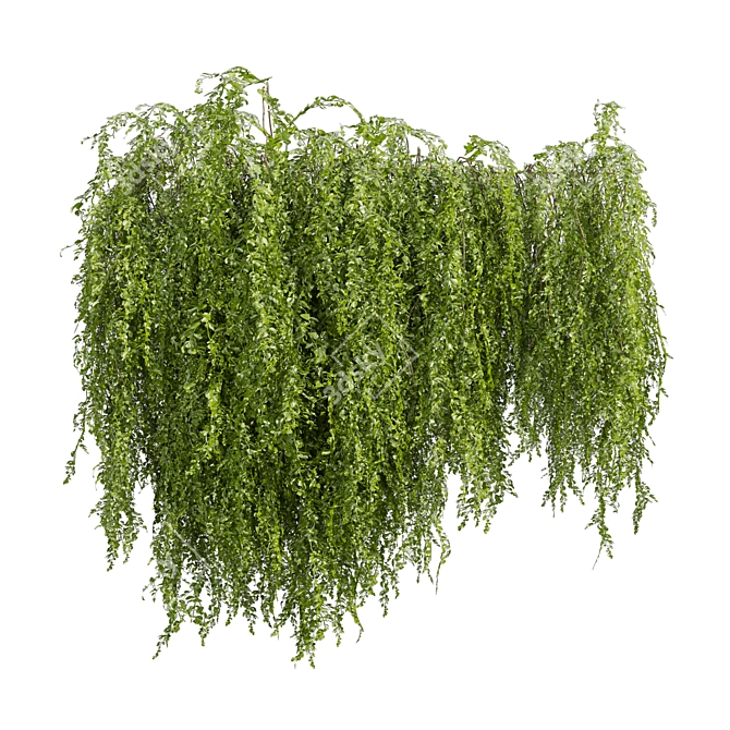 High-Quality Outdoor Ivy Bush 3D model image 5