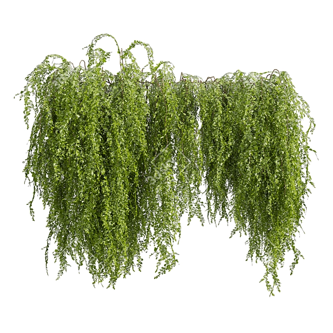High-Quality Outdoor Ivy Bush 3D model image 6