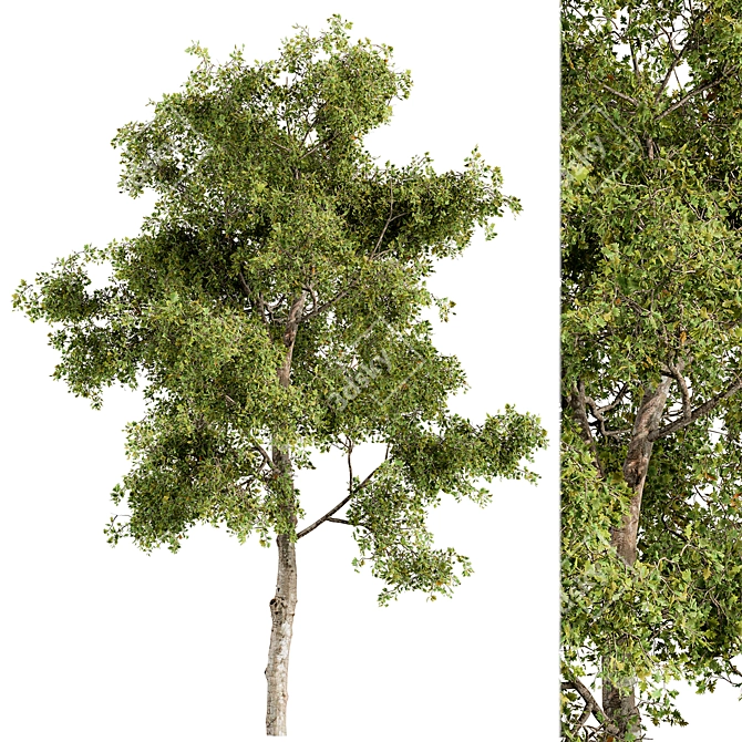 Holiday Mistletoe Tree Set 3D model image 1