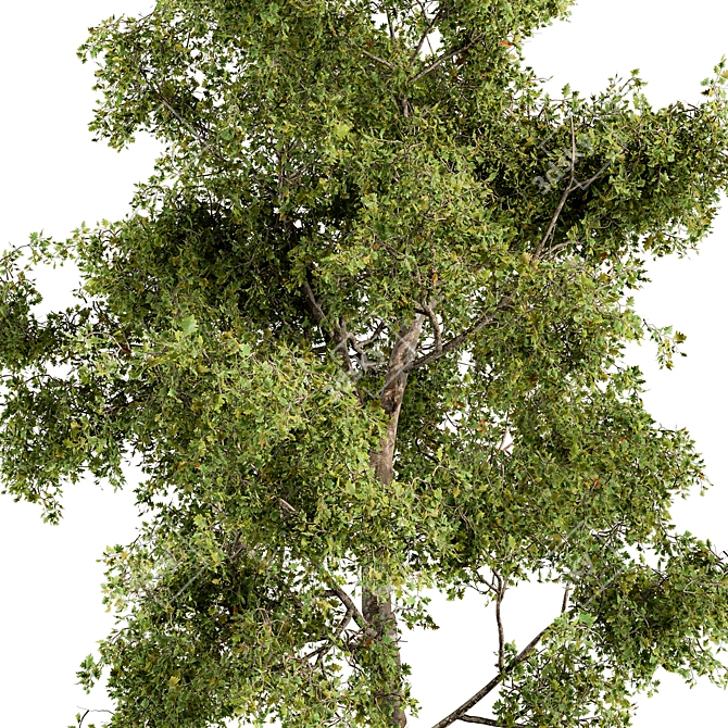 Holiday Mistletoe Tree Set 3D model image 2