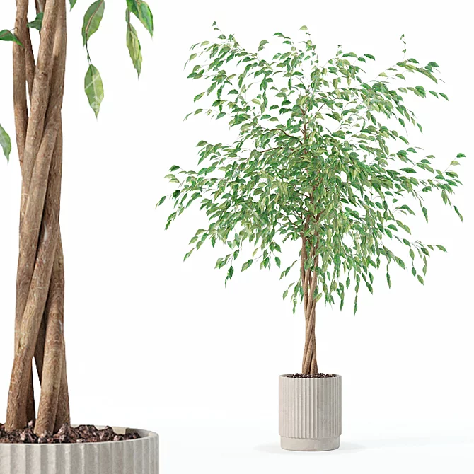 Modern Ficus Benjamina Plant Set 3D model image 1