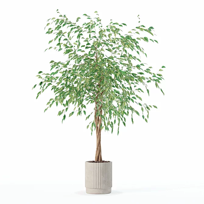 Modern Ficus Benjamina Plant Set 3D model image 4