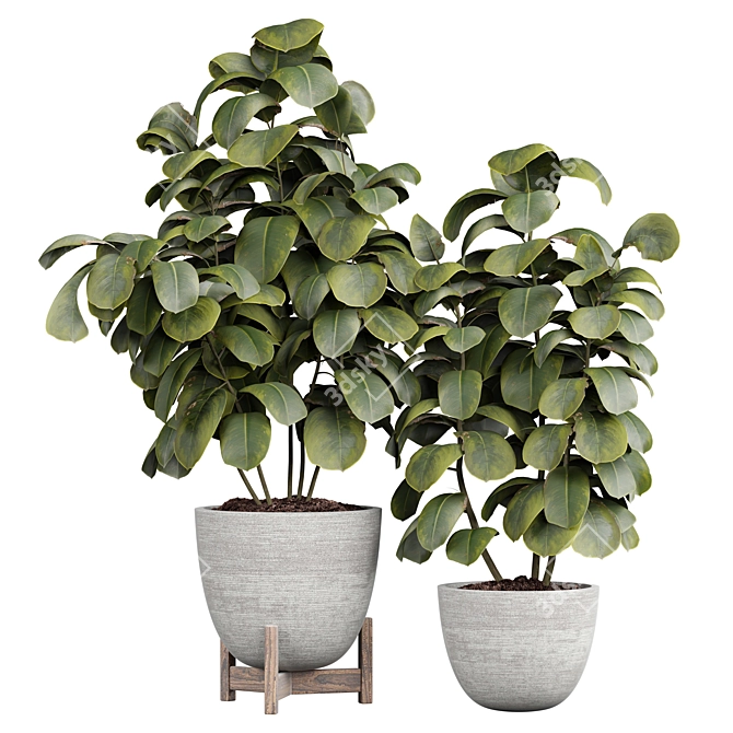  Ficus Indoor Plant 3D Model 3D model image 1