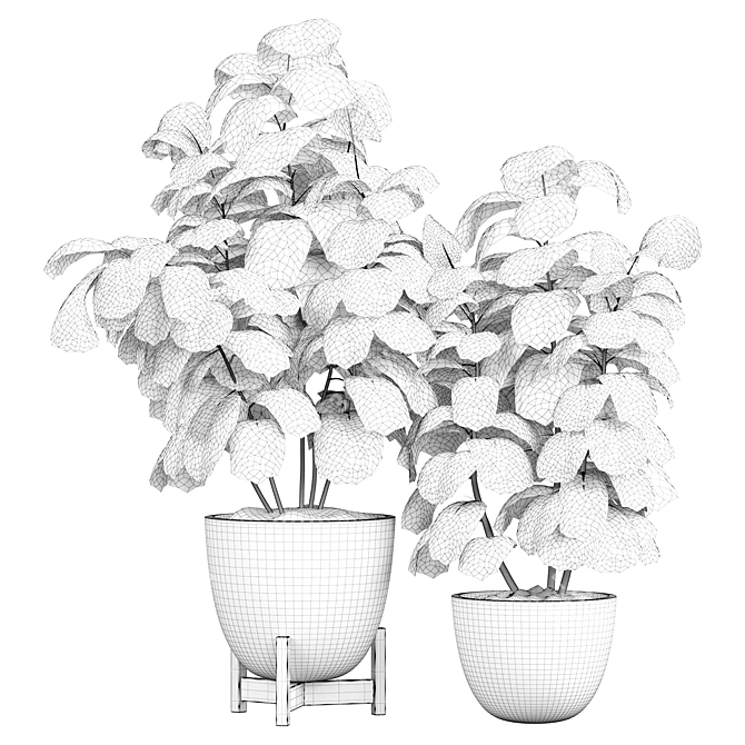  Ficus Indoor Plant 3D Model 3D model image 3
