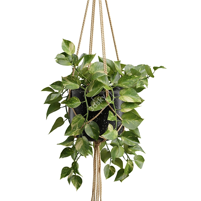 Exotic Indoor Hanging Plant Models 3D model image 5