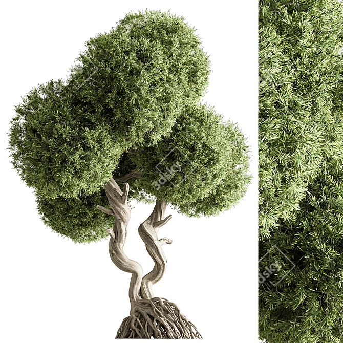 Noble Cryptomeria Topiary Trio 3D model image 1