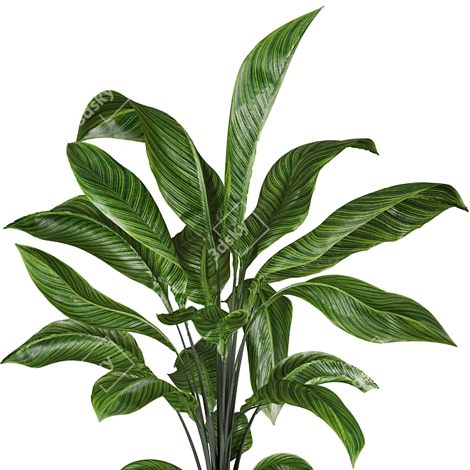 High-quality 3D Plant Models 3D model image 2