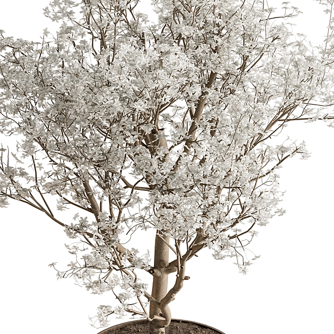 Gorgeous Bonsai Plant 624 3D model image 3