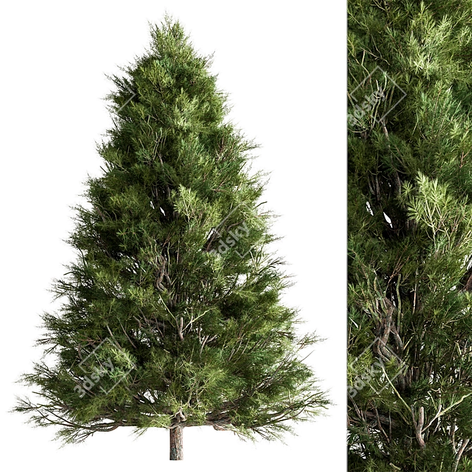 Arizona Cypress Tree Set 278 3D model image 1