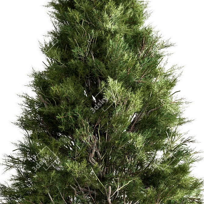 Arizona Cypress Tree Set 278 3D model image 2