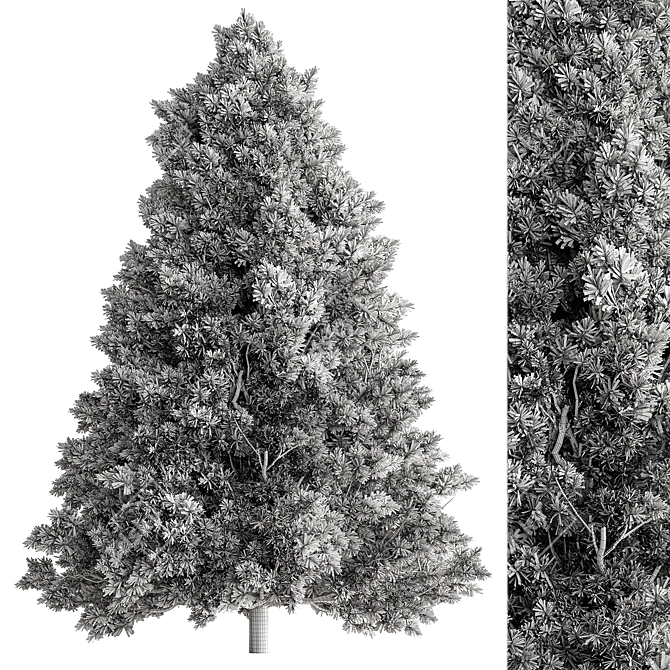Arizona Cypress Tree Set 278 3D model image 3