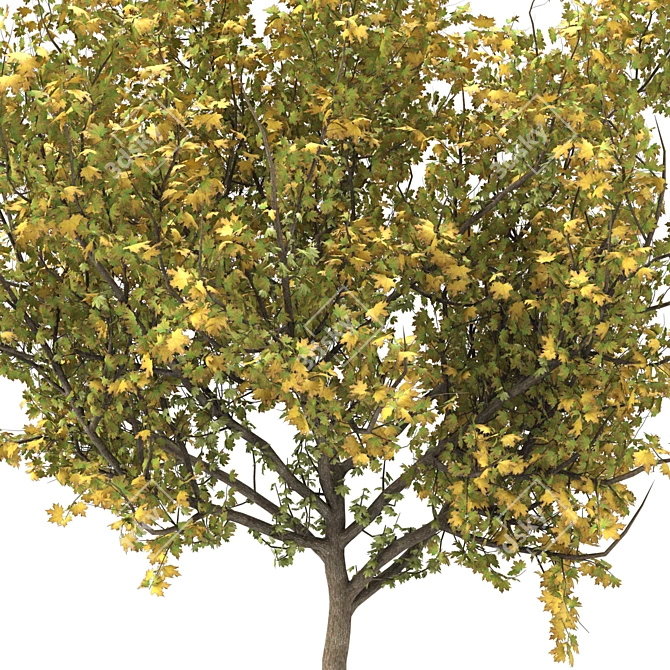 Autumn Maple Tree tendrils 3D model image 2