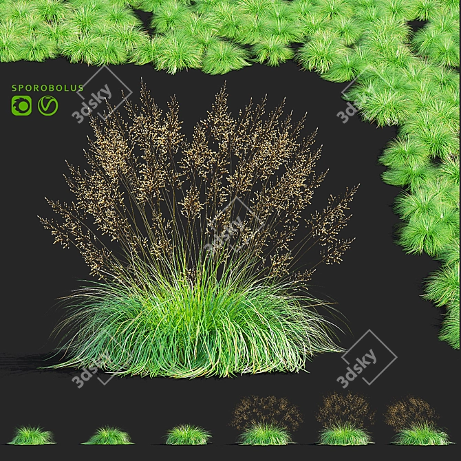 Decorative Sporobolus Grass Set 3D model image 1