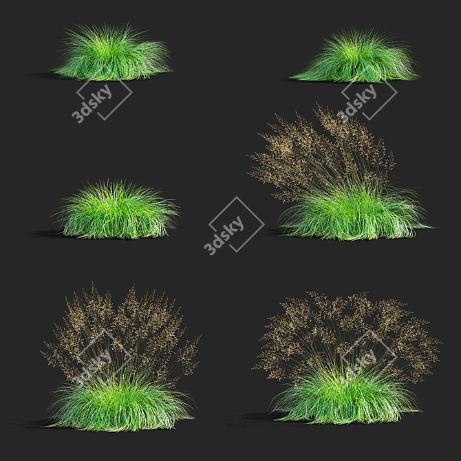 Decorative Sporobolus Grass Set 3D model image 2