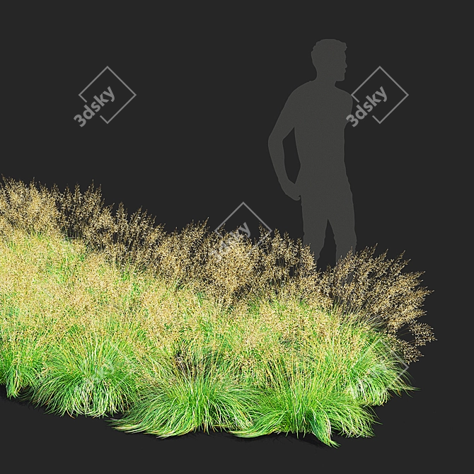 Decorative Sporobolus Grass Set 3D model image 3