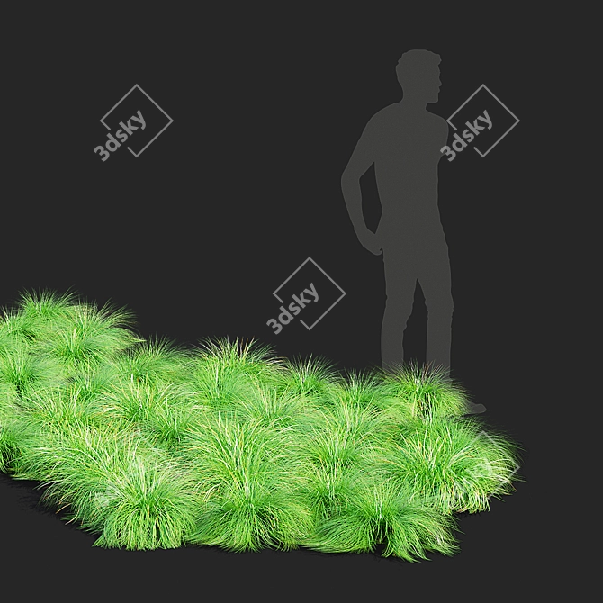 Decorative Sporobolus Grass Set 3D model image 4