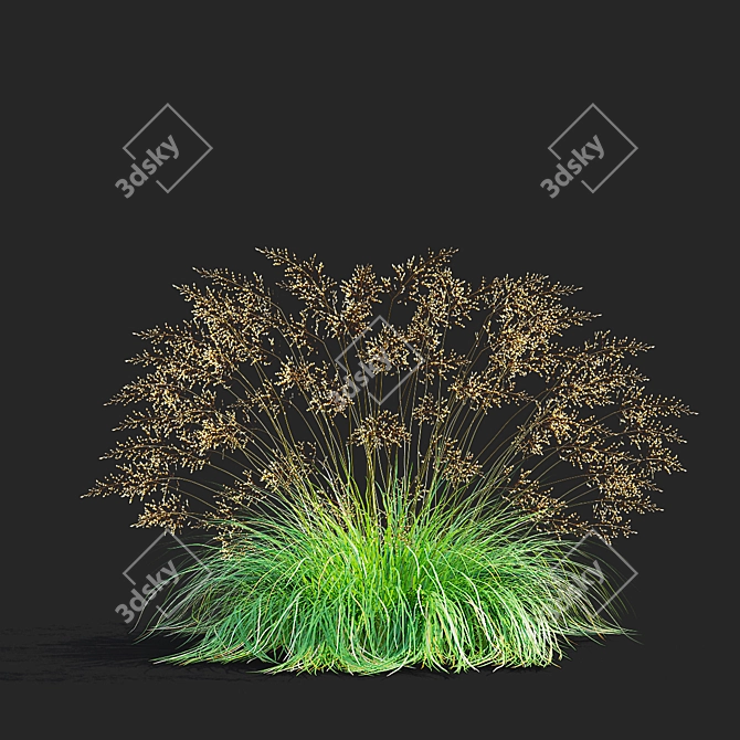 Decorative Sporobolus Grass Set 3D model image 5