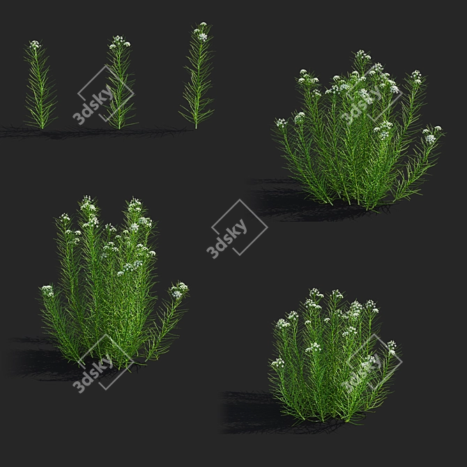 Asclepias Verticillata Floral Collection 3D model image 2