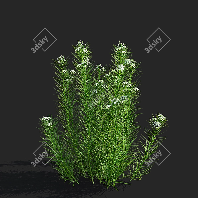 Asclepias Verticillata Floral Collection 3D model image 4