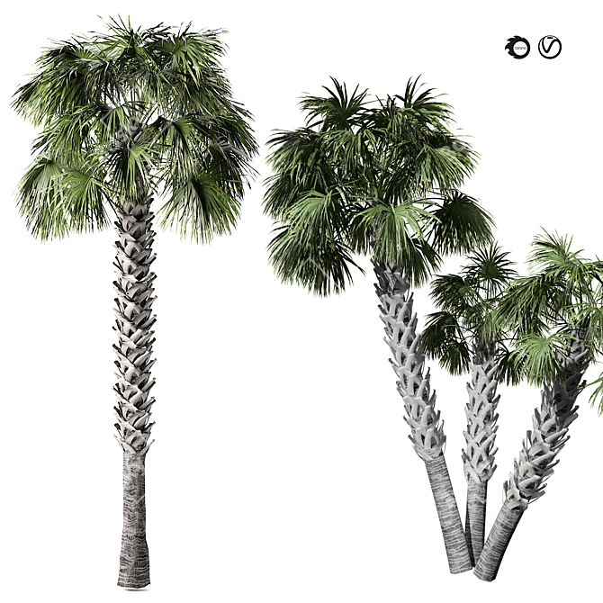 Tropical Palmetto Palm Tree Pack 3D model image 1