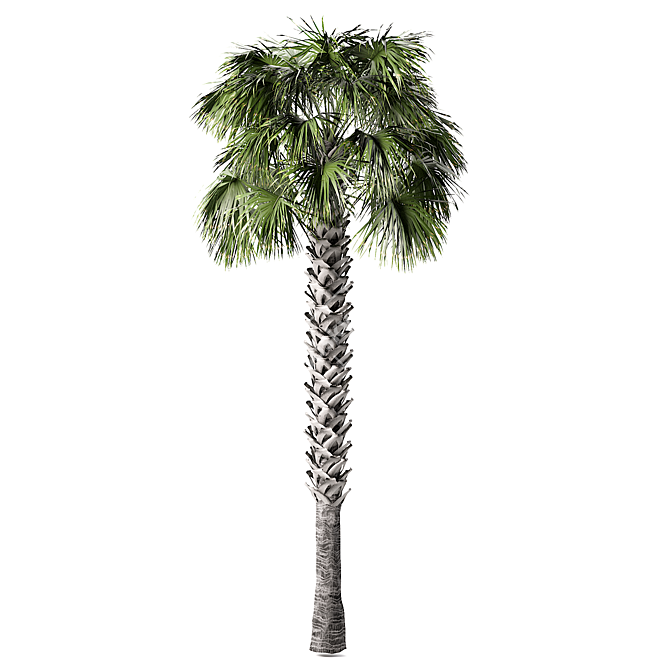 Tropical Palmetto Palm Tree Pack 3D model image 4