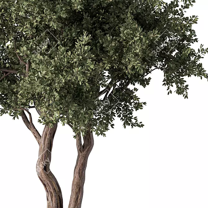  Modern 3D Tree Model 3D model image 3