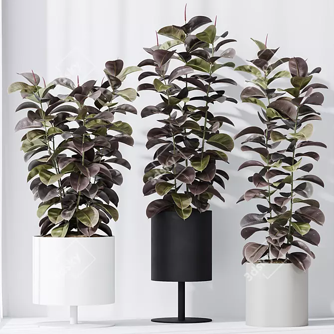 Burgundy Foliage Rubber Plant Trio 3D model image 2