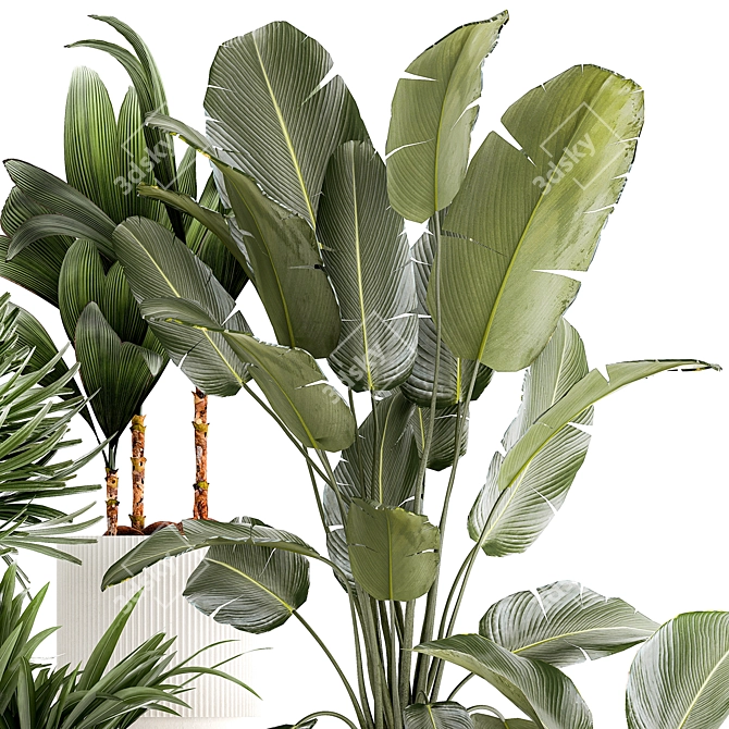 Exotic Tropical Plant Collection 3D model image 4