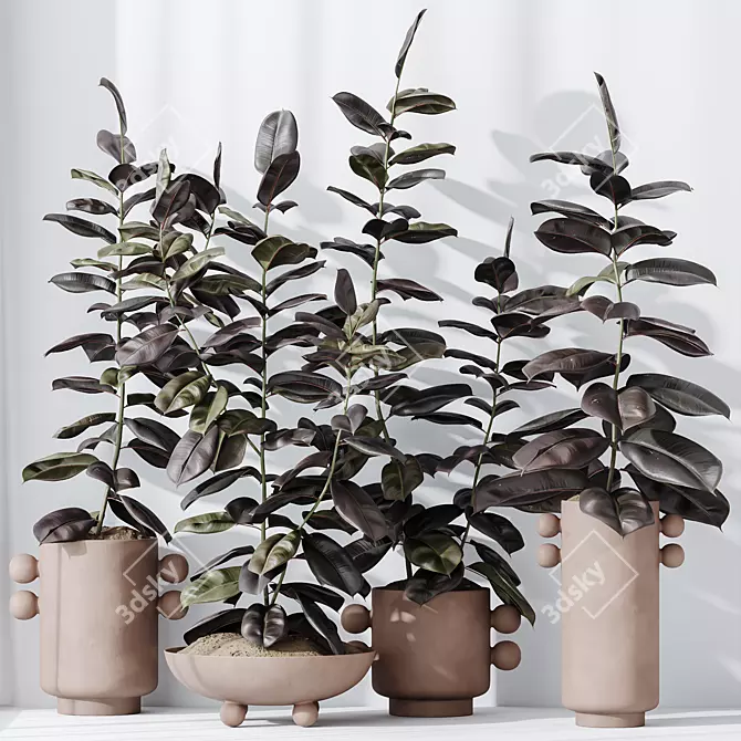 Burgundy Rubber Ficus Indoor Plants 3D model image 2