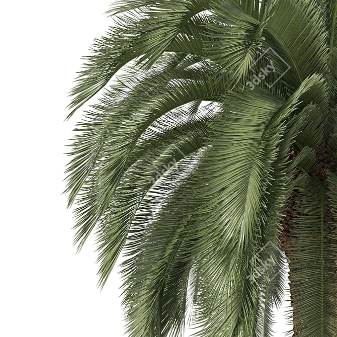 Exotic Macrozamia Palm Tree Model 3D model image 2